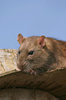 rat