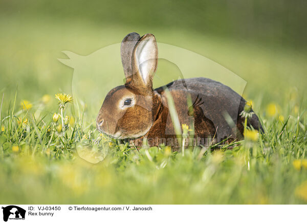 Rexkaninchen / Rex bunny / VJ-03450