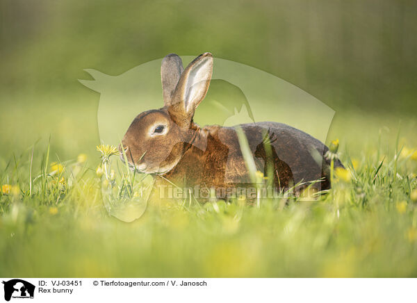 Rex bunny / VJ-03451
