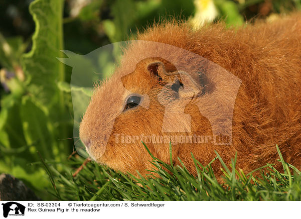Rex Guinea Pig in the meadow / SS-03304