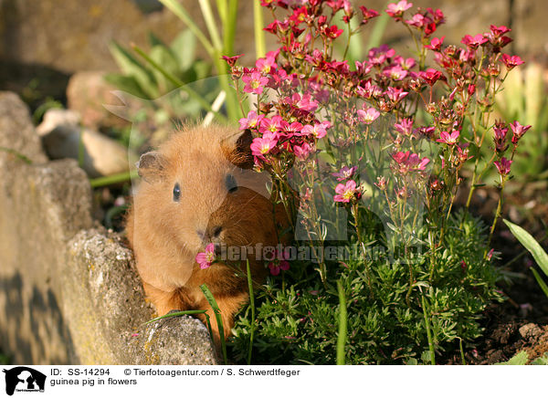 guinea pig in flowers / SS-14294