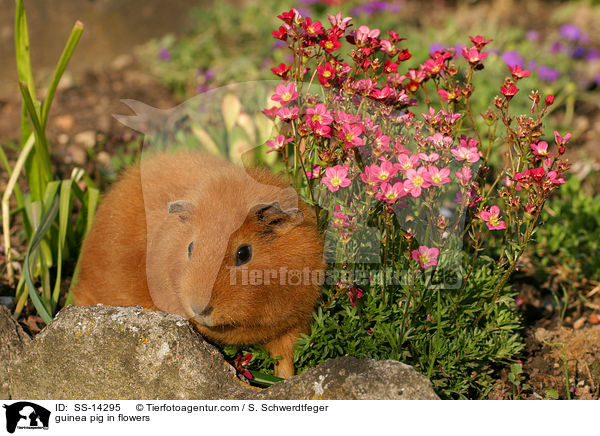 guinea pig in flowers / SS-14295