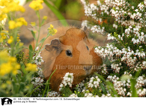 guinea pig in flowers / SS-14296