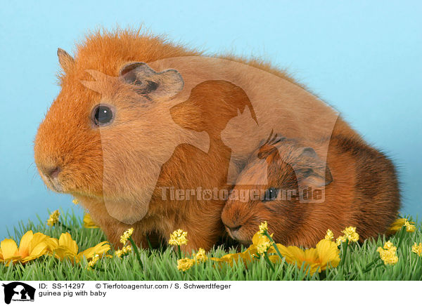 guinea pig with baby / SS-14297