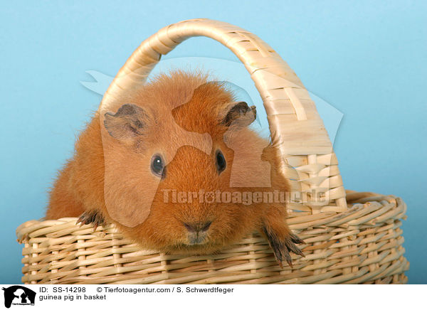 guinea pig in basket / SS-14298