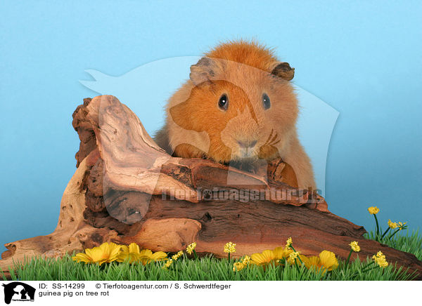 Rex Meerschwein auf Baumwurzel / guinea pig on tree rot / SS-14299