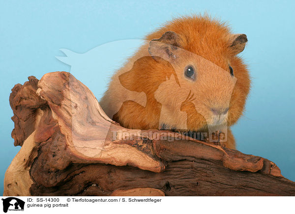 guinea pig portrait / SS-14300