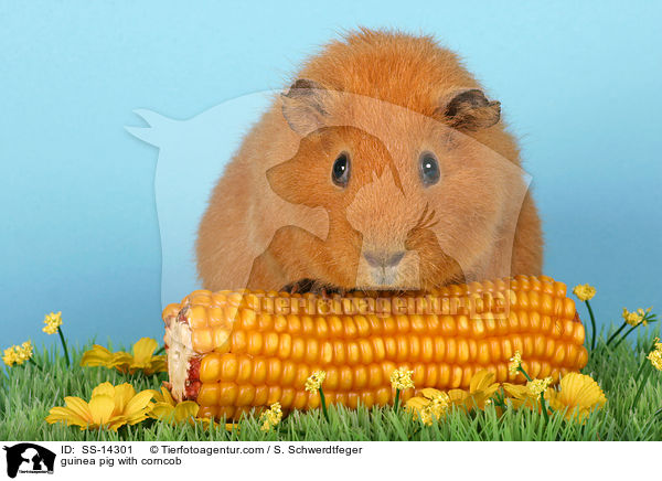 Rex Meerschwein mit Maiskolben / guinea pig with corncob / SS-14301