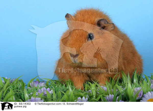 guinea pig / SS-14302