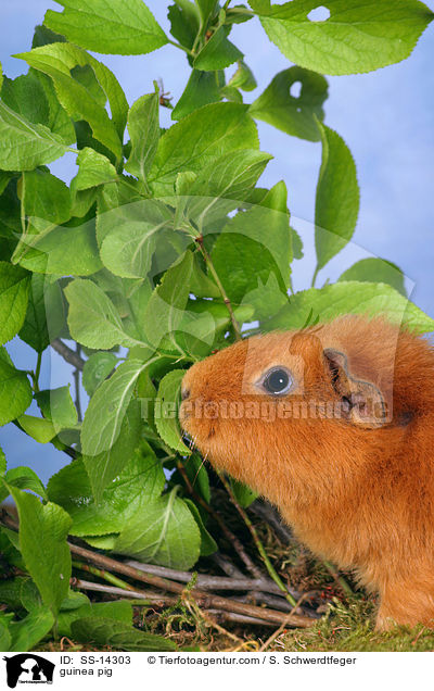 guinea pig / SS-14303