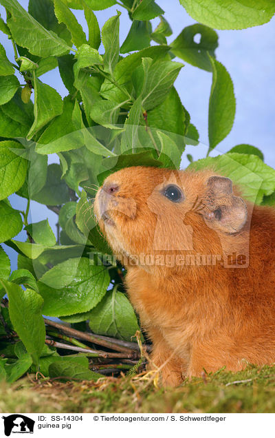 guinea pig / SS-14304
