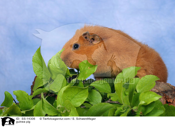 guinea pig / SS-14306