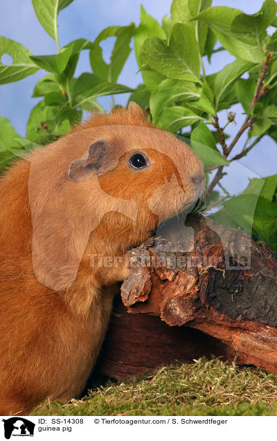 Rex Meerschwein / guinea pig / SS-14308