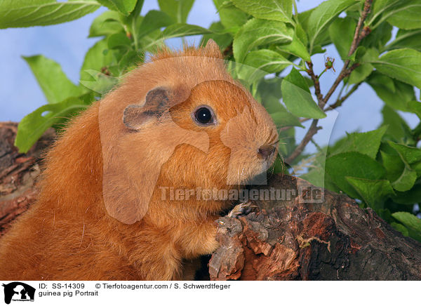 guinea pig Portrait / SS-14309