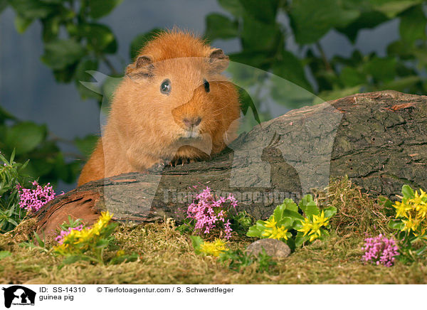 guinea pig / SS-14310