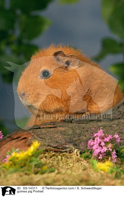 guinea pig Portrait / SS-14311