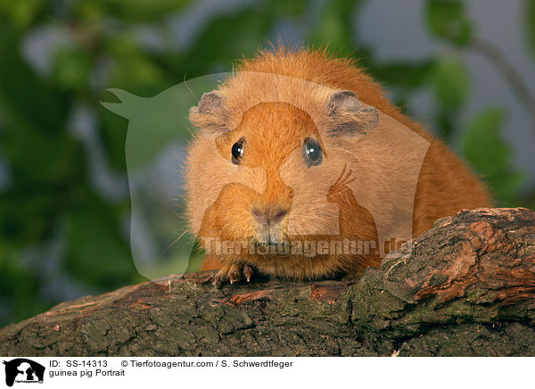 guinea pig Portrait / SS-14313