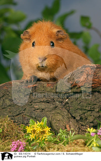 guinea pig Portrait / SS-14314