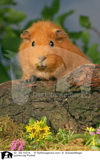 Rex Meerschwein Portrait / guinea pig Portrait / SS-14314