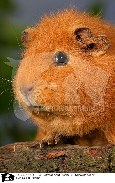 guinea pig Portrait / SS-14315