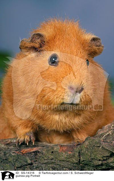 guinea pig Portrait / SS-14316