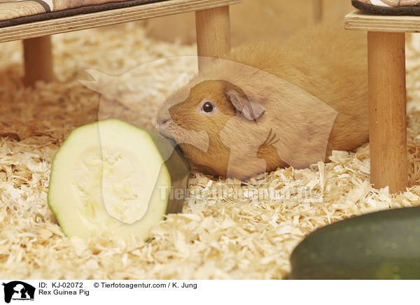 Rex Guinea Pig / KJ-02072