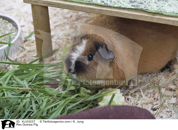 Rexmeerschweinchen / Rex Guinea Pig / KJ-03237