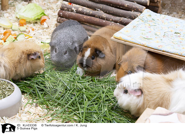 5 Guinea Pigs / KJ-03336