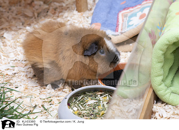 Rex Guinea Pig / KJ-03360