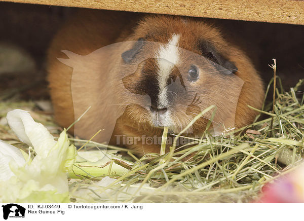 Rexmeerschweinchen / Rex Guinea Pig / KJ-03449