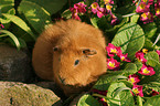 Rex Guinea Pig in flowers