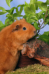 guinea pig