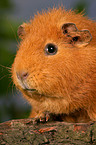 guinea pig Portrait