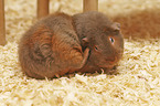 Rex Guinea Pig