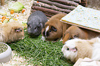 5 Guinea Pigs