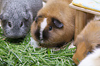 3 Guinea Pigs