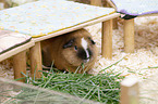 Rex Guinea Pig