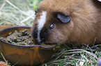 Rex Guinea Pig