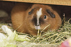 Rex Guinea Pig