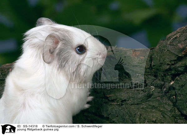 young Ridgeback guinea pig / SS-14318