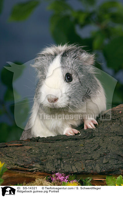 Ridgeback guinea pig Portrait / SS-14321