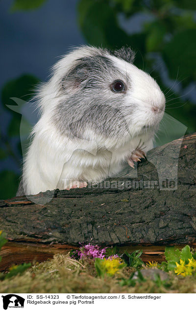 Ridgeback guinea pig Portrait / SS-14323