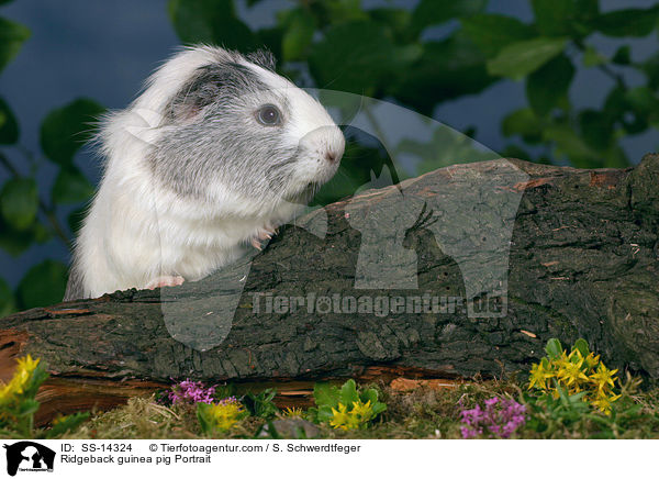 Ridgeback guinea pig Portrait / SS-14324
