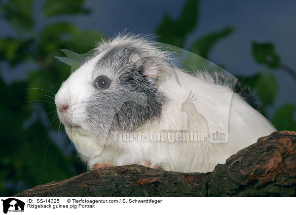 Ridgeback guinea pig Portrait / SS-14325