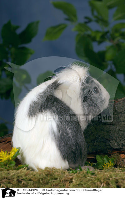 backside of a Ridgeback guinea pig / SS-14326