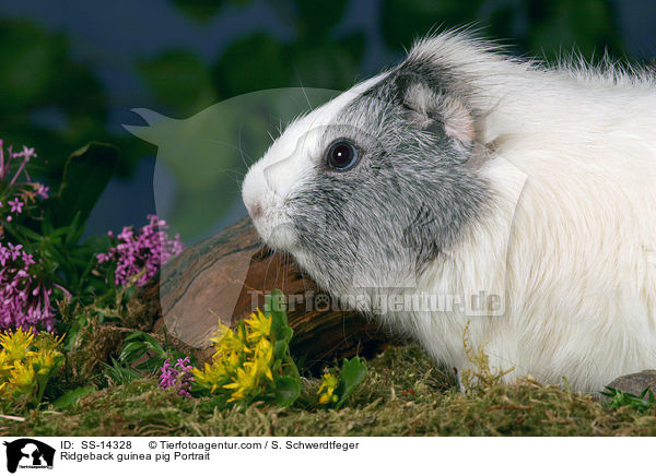 Ridgeback guinea pig Portrait / SS-14328