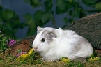 young Ridgeback guinea pig