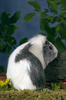 backside of a Ridgeback guinea pig