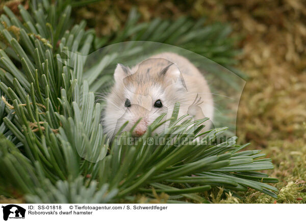 Roborovski's dwarf hamster / SS-01818