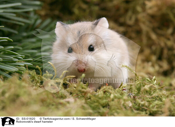 Roborovski's dwarf hamster / SS-01820